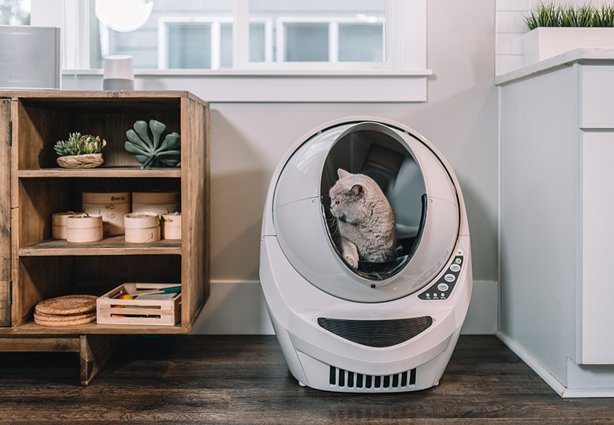 Gray cat using modern litter box