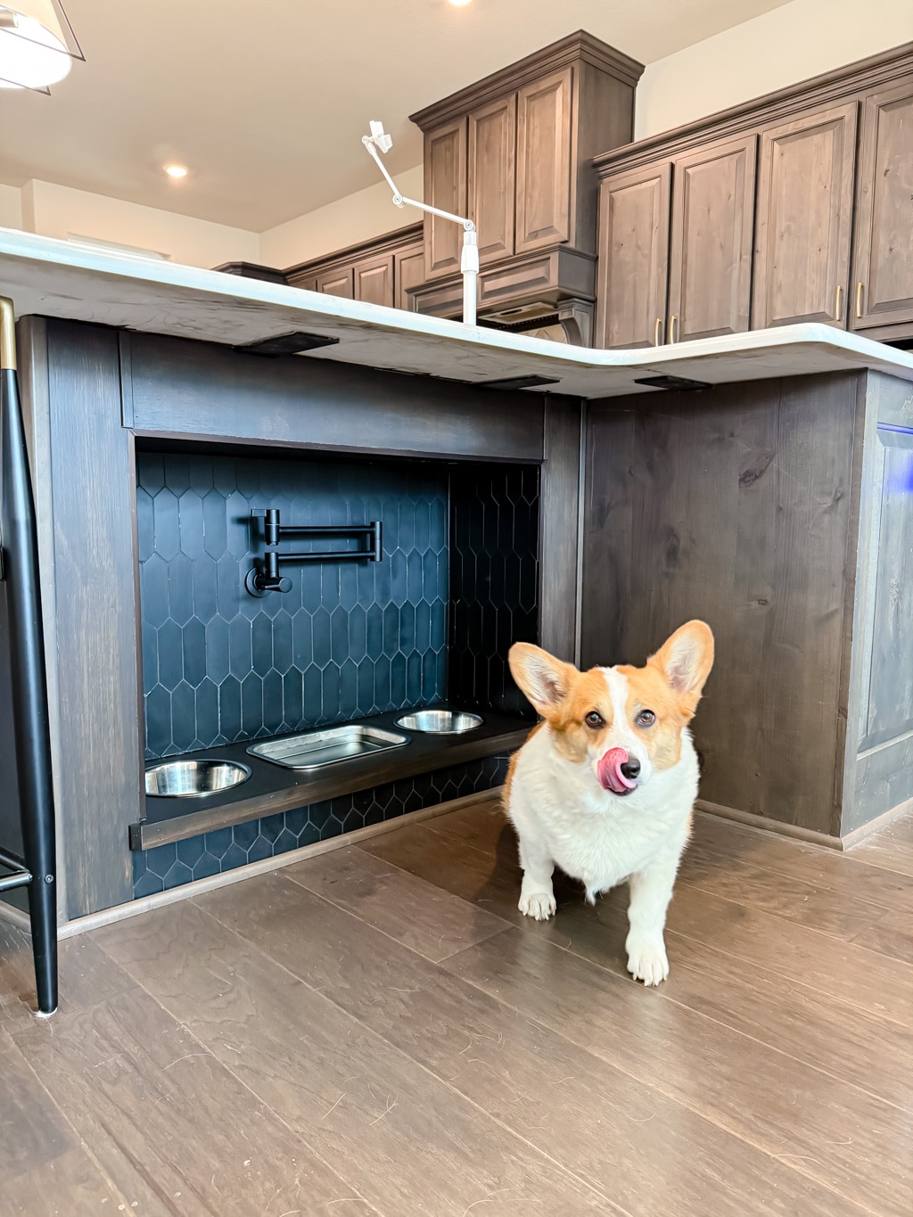 Pet feeding station in modern kitchen with Corgi