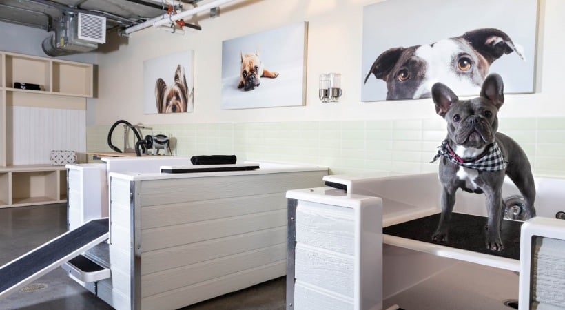 Professional pet care station with French Bulldog