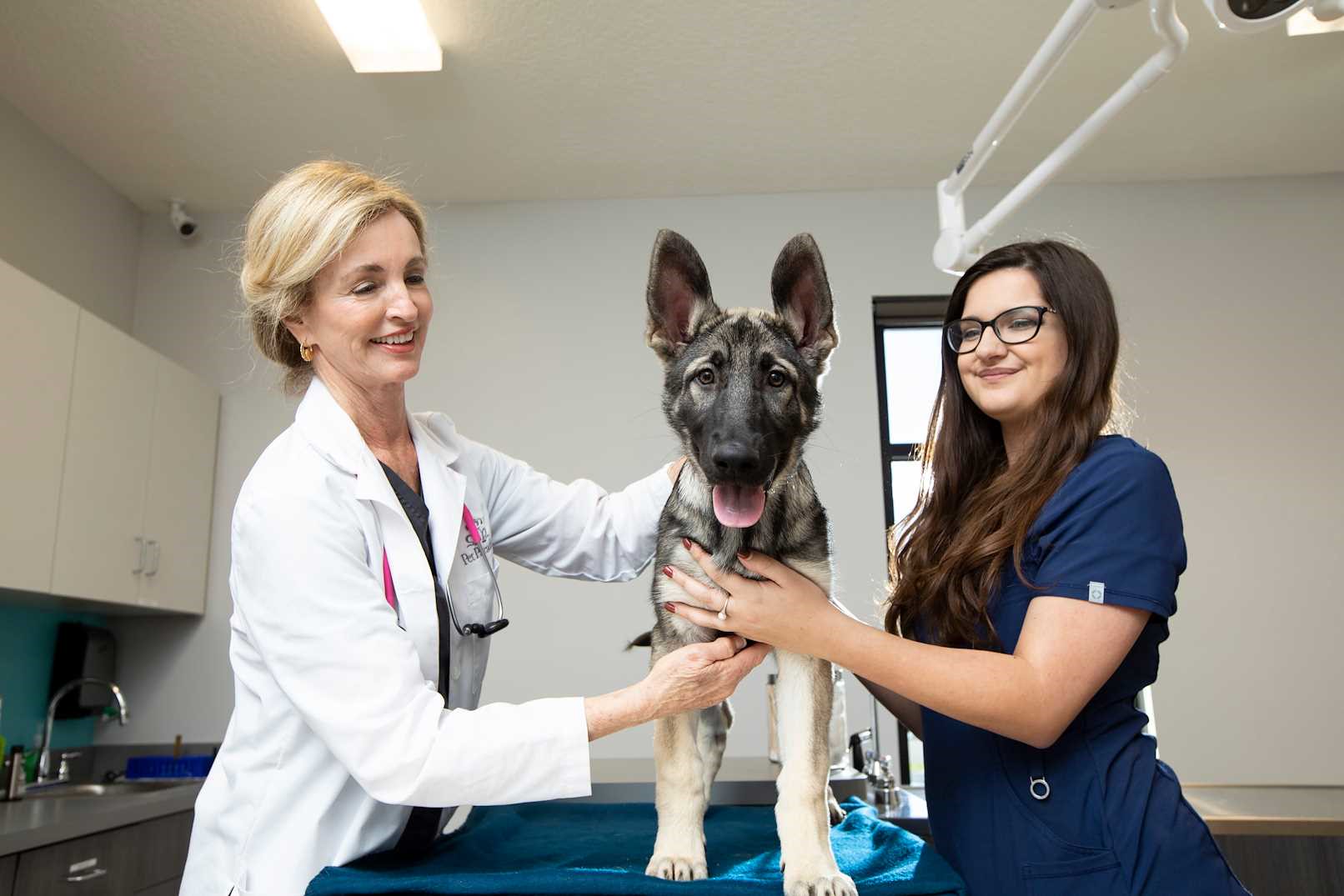 Professional pet care and safety